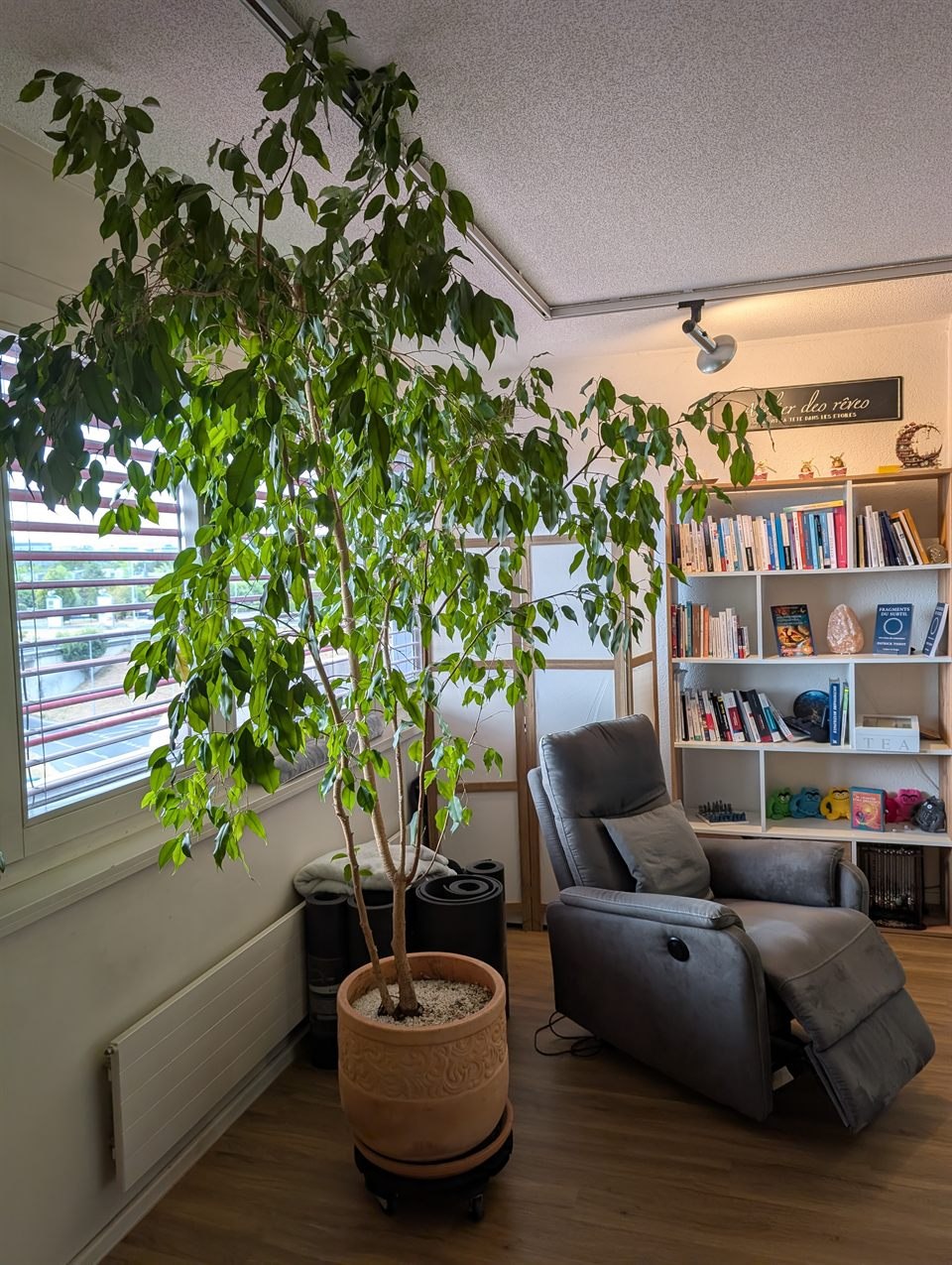 Fauteuil, plante et bibliothèque dans le cabinet d'hypnose de Patrick Tissot à Crissier